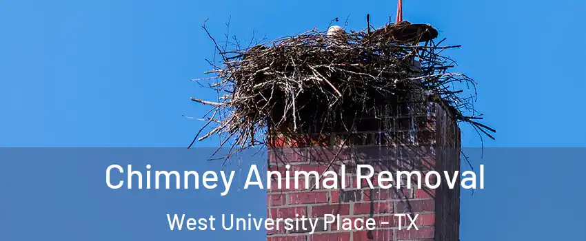  Chimney Animal Removal West University Place - TX